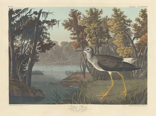 Yellow Shank, by Robert Havell Jr.