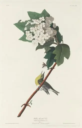 Yellow-throated Vireo, by Robert Havell Jr.