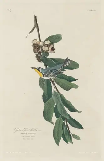 Yellow-throated Warbler, by Robert Havell Jr.