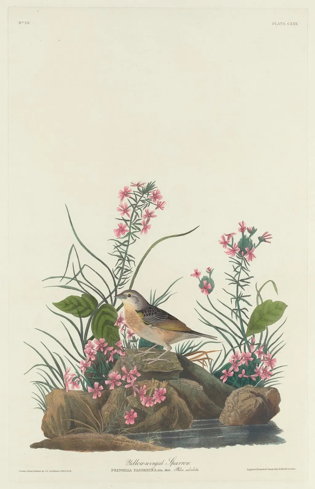 Yellow-winged Sparrow, by Robert Havell Jr., ink, 1832
