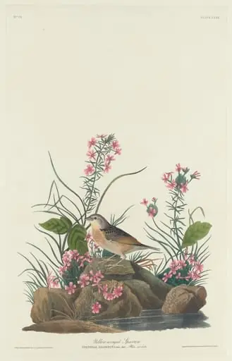 Yellow-winged Sparrow, by Robert Havell Jr.