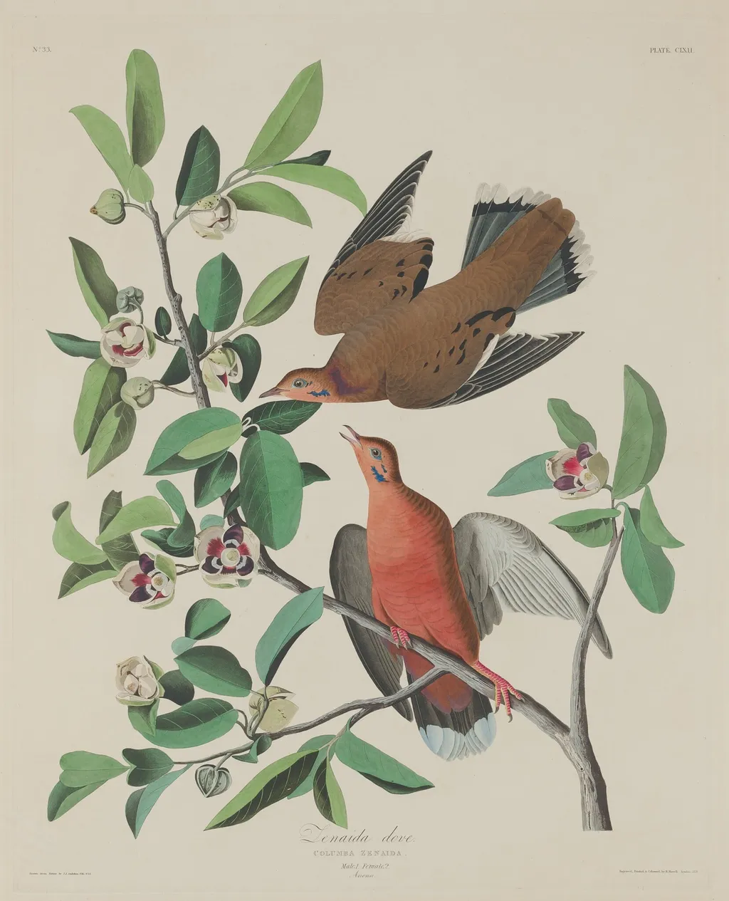 Zenaida Dove, by Robert Havell Jr., ink, 1833