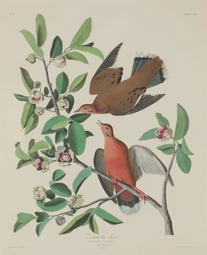 Zenaida Dove, by Robert Havell Jr.