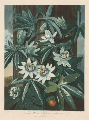 The Blue Passion-flower, by Robert John Thornton
