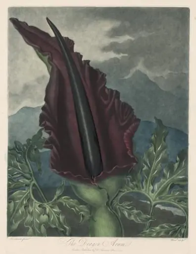 The Dragon Arum, Black Calla or Solomon's Lily, by Robert John Thornton