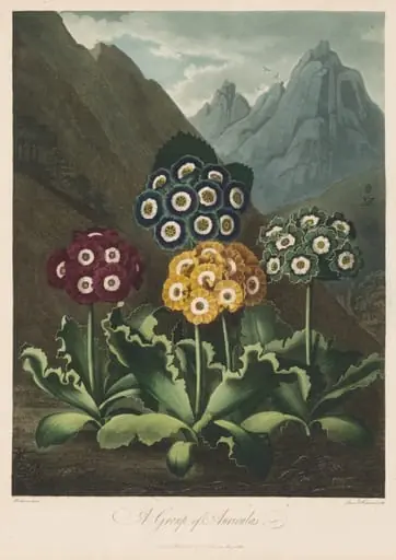 The Temple of Flora, or Garden of Nature: A Group of Auriculas, by Robert John Thornton