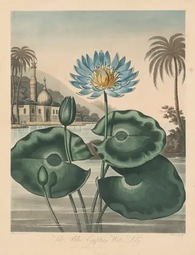 The Temple of Flora, or Garden of Nature: Blue Egyptian Waterlily, by Robert John Thornton