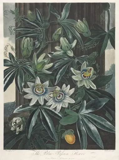 The Temple of Flora, or Garden of Nature: The Blue Passion Flower, by Robert John Thornton