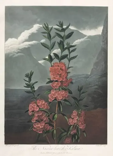 The Temple of Flora, or Garden of Nature: The Narrow-leaved Kalmia, by Robert John Thornton