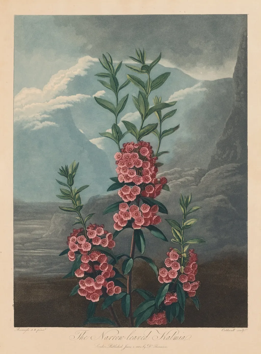The Temple of Flora, or Garden of Nature: The Narrow-leaved Kalmia, Mountain Laurel, by Robert John Thornton, 1804