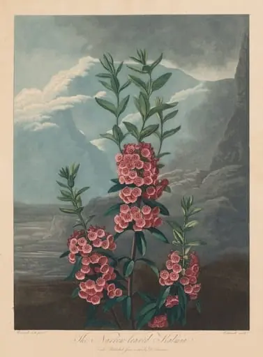 The Temple of Flora, or Garden of Nature: The Narrow-leaved Kalmia, Mountain Laurel, by Robert John Thornton