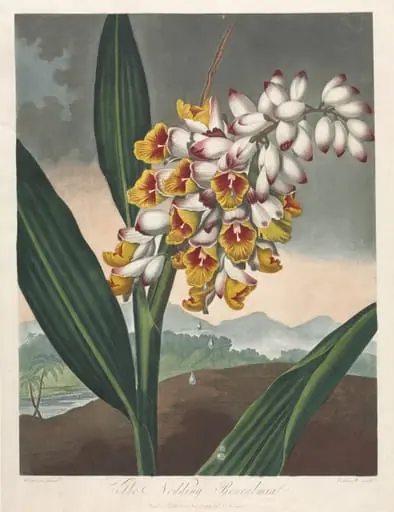 The Temple of Flora, or Garden of Nature:  The Nodding Renealmia, by Robert John Thornton