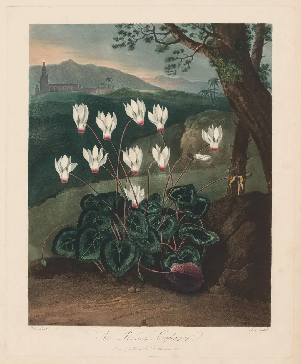 The Temple of Flora, or Garden of Nature: The Persian Cyclamen, by Robert John Thornton, 1803