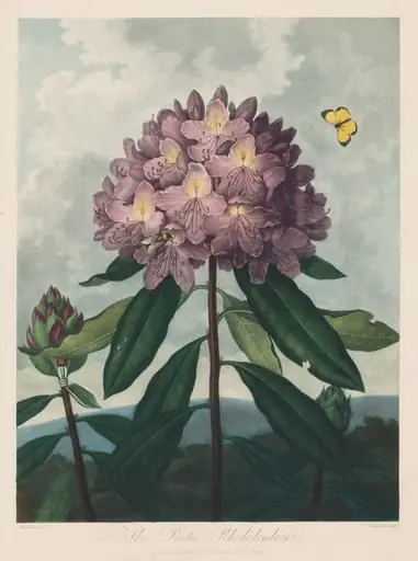 The Temple of Flora, or Garden of Nature: The Pontic Rhododendron, by Robert John Thornton