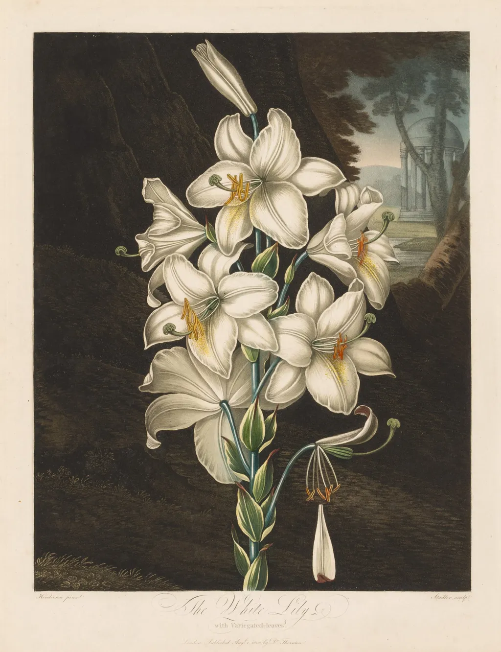 The Temple of Flora, or Garden of Nature: The White Lily with Variegated Leaves, by Robert John Thornton, 1800