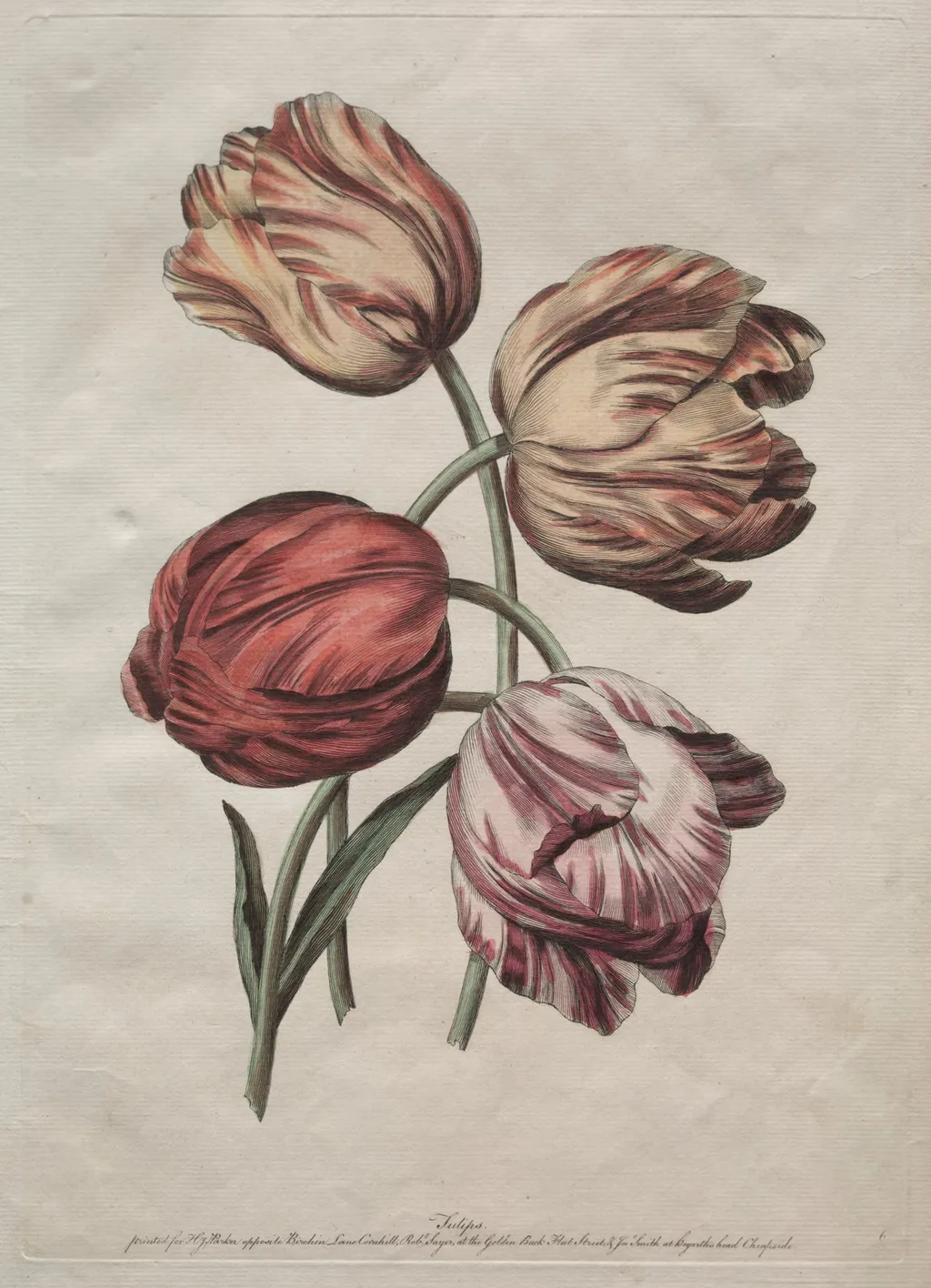 Eight Beautiful Groups of Natural Flowers in Outlines by de la Cour: Tulips, by Robert Sayer, 1770