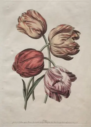 Eight Beautiful Groups of Natural Flowers in Outlines by de la Cour:  Tulips
