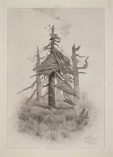 Old Trees at Naushon Island [plate 2], by Robert Swain Gifford