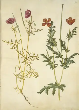 Roemeria hybrida (violet hornvalmue); Glaucium corniculatum (rød hornskulpe)