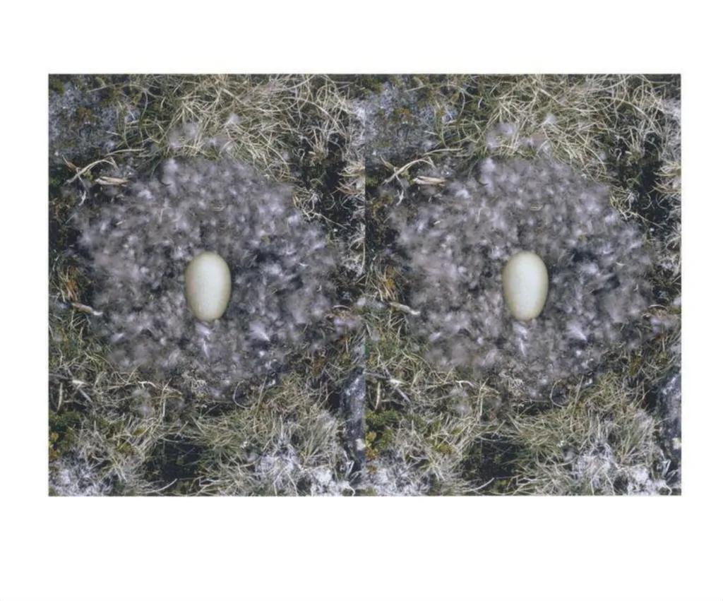 Untitled (To Nest), by Roni Horn, 2001