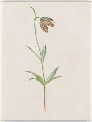 Untitled, by Rory McEwen, 1981