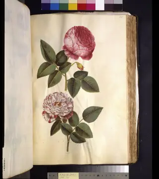 Rosa ×centifolia (centifolie-rose); Rosa gallica versicolor ('Rosa Mundi'), 1650