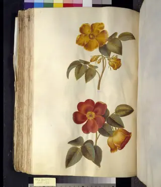 Rosa foetida (gul rose); Rosa foetida (tyrkisk rose), 1650
