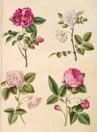 Rosa gallica (apoteker-rose); Rosa ×alba (hvid rose); Rosa gallica (Rosa Mundi); Rosa ×centifolia (centifolie-rose)