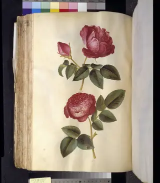 Rosa gallica (apoteker-rose); Rosa (?) (rose), 1650