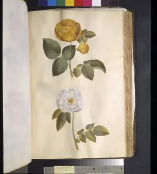 Rosa hemisphaerica (svovlgul rose); Rosa ×alba (hvid rose), 1650