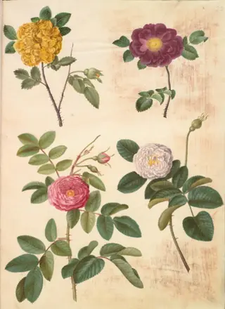 Rosa hemisphaerica (svovlgul rose); Rosa gallica (fløjls-rose); Rosa ×damascena (damascener-rose)