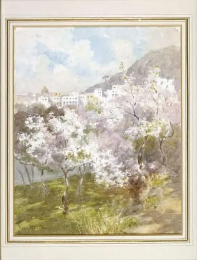 White Almond Blossom, Capri, by Rosa Wallis