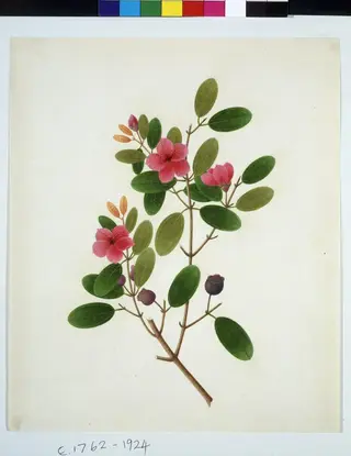 Rose periwinkle