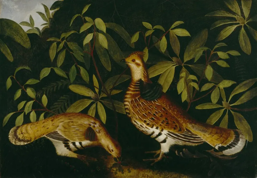 Two Ruffed Grouse in Underbrush, by Rubens Peale