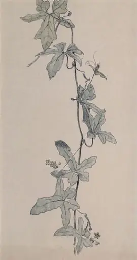 Clematis, by Rudolf Ribarz