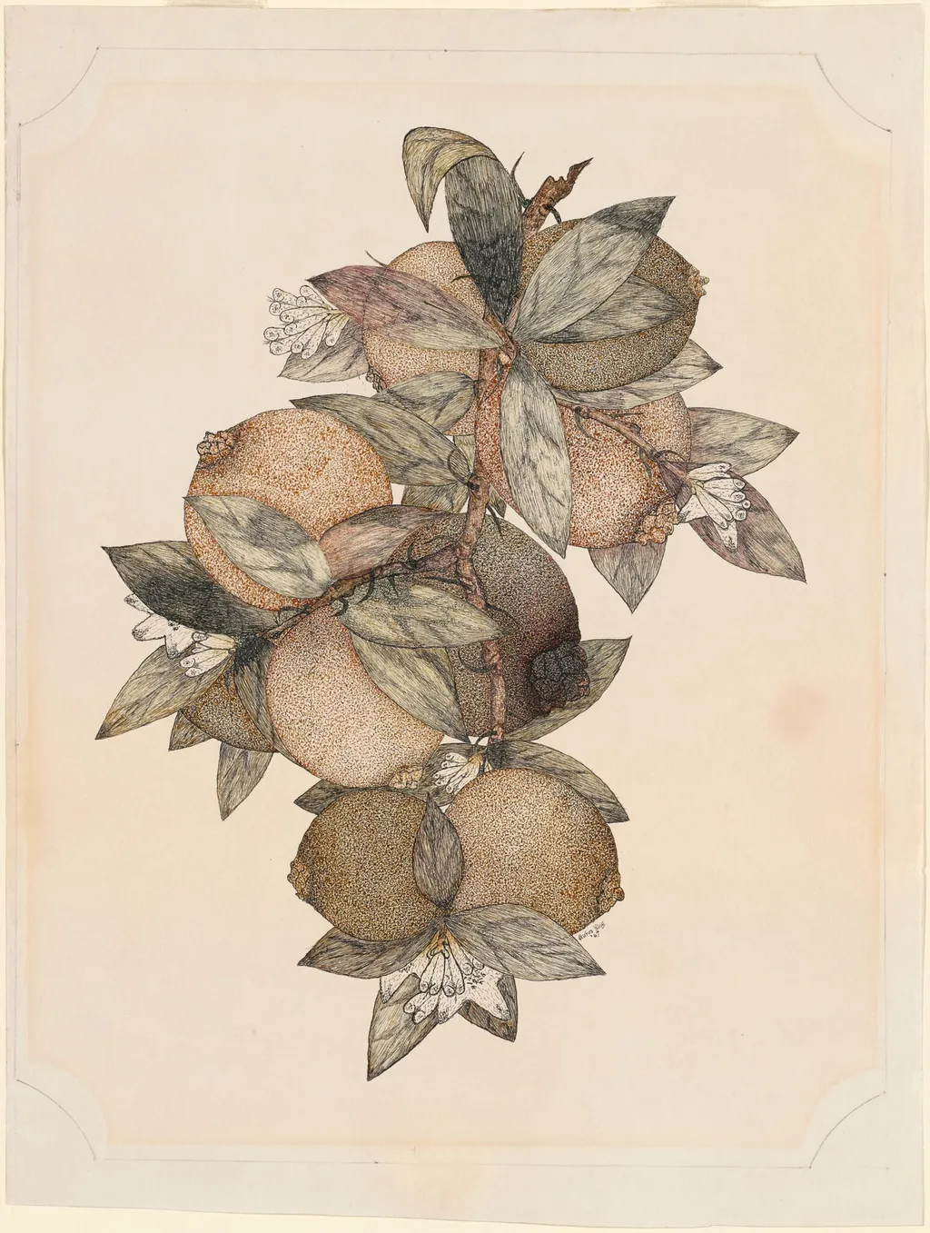 Pomegranate Fruit, by Rufus King, ink, 1867