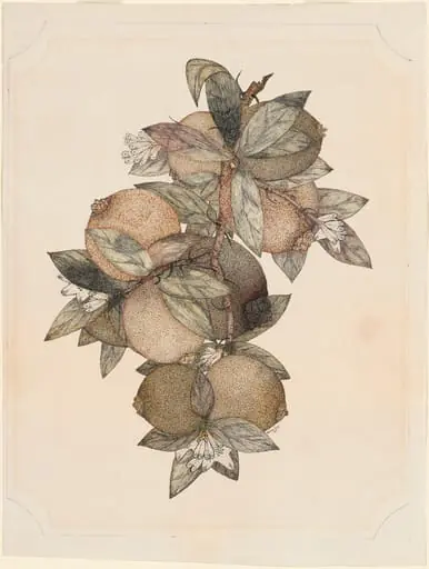 Pomegranate Fruit, by Rufus King