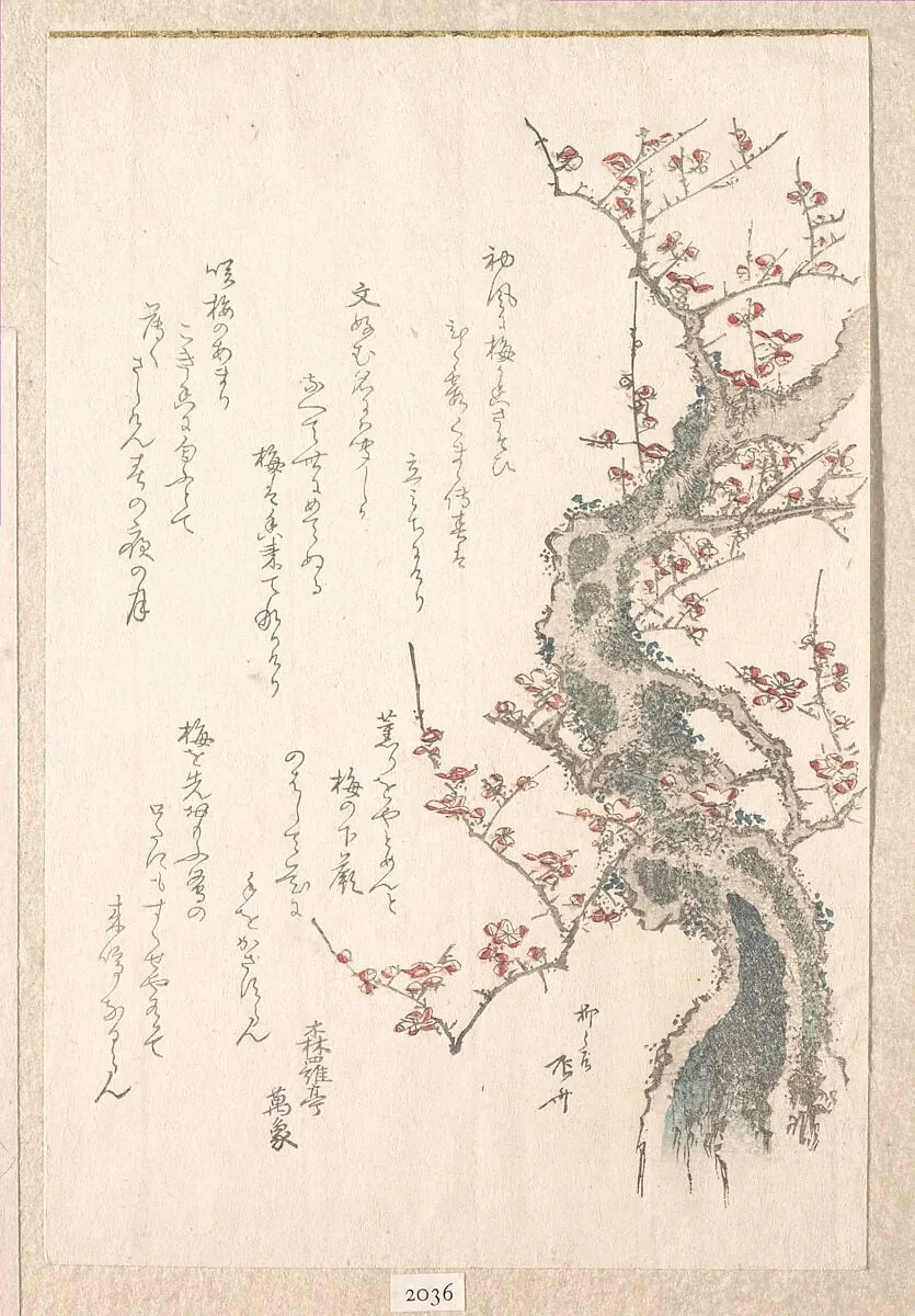 『春雨集』 摺物帖柳々居辰斎画 紅梅|Spring Rain Collection (Harusame shū), vol. 1: Plum Tree in Bloom, by Ryūryūkyo Shinsai, ink, 1808