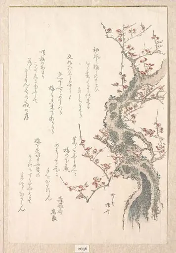 『春雨集』 摺物帖柳々居辰斎画 紅梅|Spring Rain Collection (Harusame shū), vol. 1: Plum Tree in Bloom, by Ryūryūkyo Shinsai