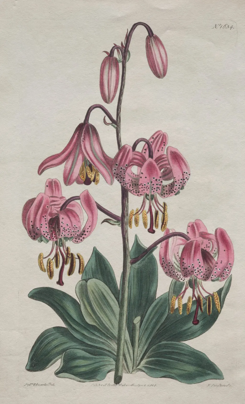 The Botanical Magazine or Flower Garden Displayed: Smooth-stalked Martagon, Turk's Cap Lily, by S. Curtis, 1814