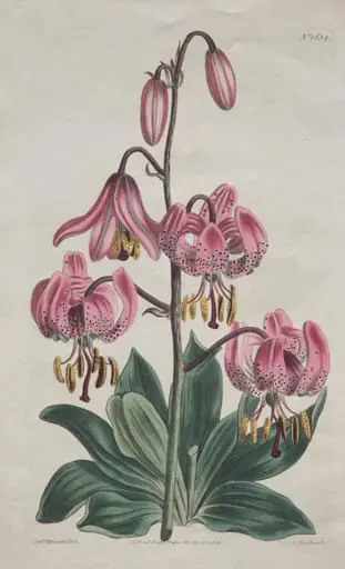 The Botanical Magazine or Flower Garden Displayed:  Smooth-stalked Martagon, Turk's Cap Lily, by S. Curtis