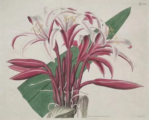 The Botanical Magazine or Flower Garden Displayed: Stately Crinum, by S. Curtis