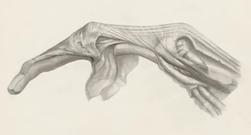 Muscular tissue of the finger, by S. v.d Berg