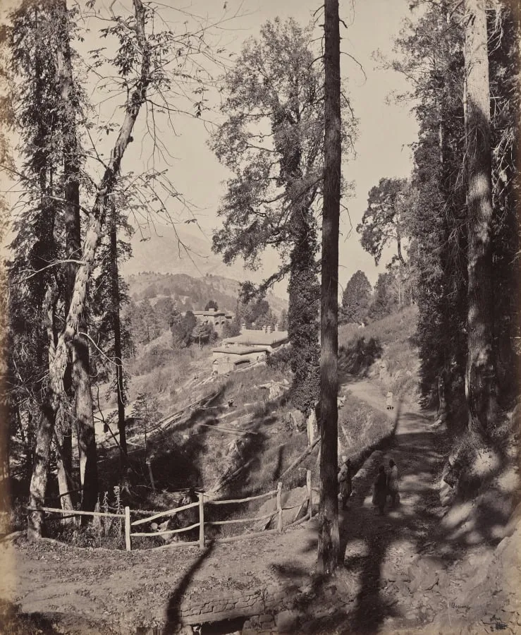 Murree. A Hill Station in the Himmalayahs, View Through the Forest, by Samuel Bourne, 1866