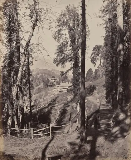 Murree. A Hill Station in the Himmalayahs, View Through the Forest, by Samuel Bourne