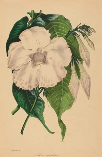 Echites splendens, by Samuel Holden