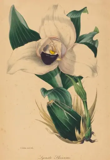 Lycaste Skinneri, by Samuel Holden