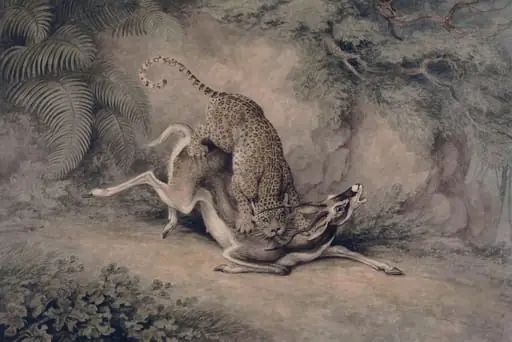 Leopard attacking an Antelope, by Samuel Howitt, 1785