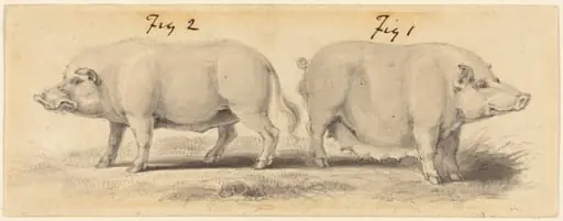 Two Chinese Pigs, by Samuel Howitt