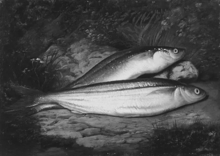 California Smelt, by Samuel Marsden Brookes